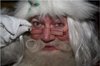 close-up photo of Santa