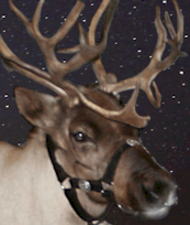 a new reindeer