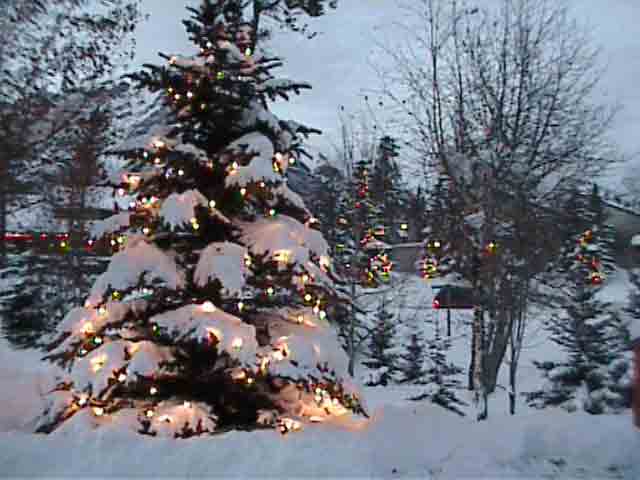 RB01-Photos of Christmas trees.jpg