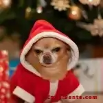 grumpy-christmas-dog