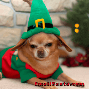 grumpy dog elf outfit